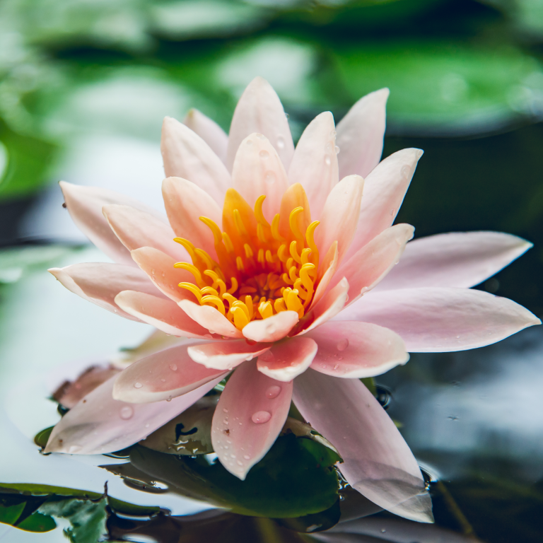 Benefits of lotus for skin